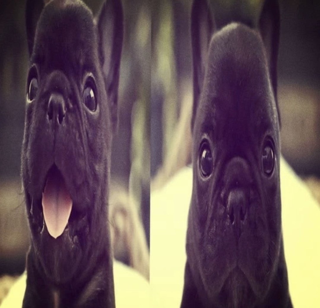 Iris<(´⌯ ̫⌯`)> 🇸🇱 tweet media