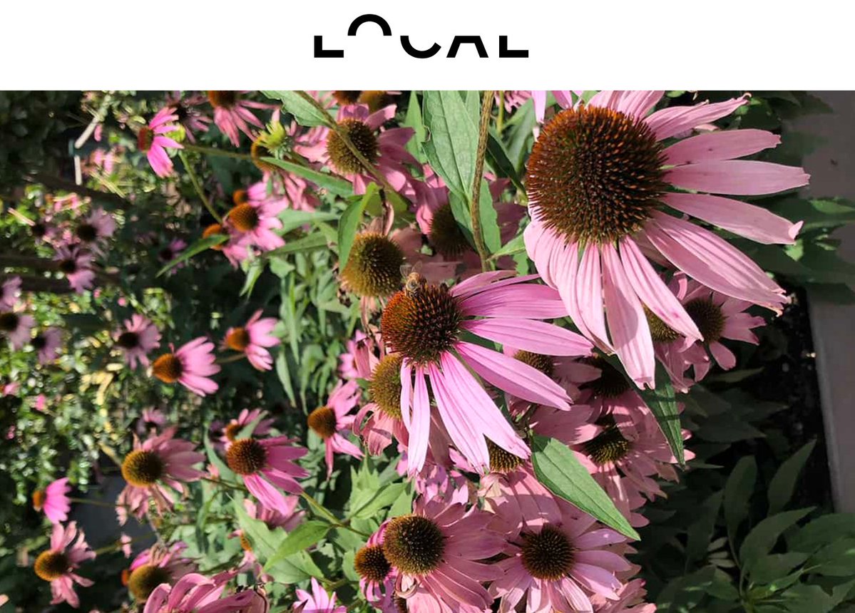 local.mx tweet media