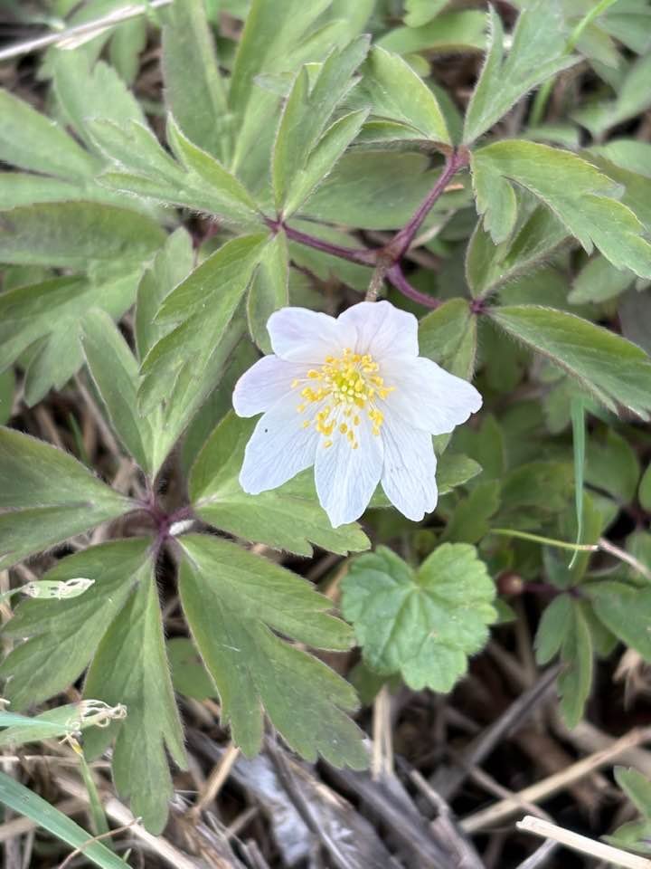 Orcinus68's tweet image. From todays morning #Walk Greater Stitchwort, Wood Anemone, Turkeytail 🦃 &amp;amp; more of one of my favourites, Dandelions 🦁😁 #Wildflowers #Fungi