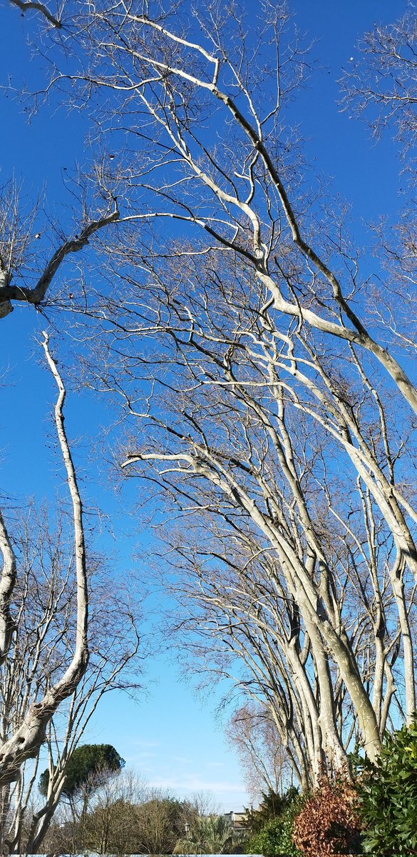#LaVoceATeDovuta
<a href="/SalaLettura/">©️ Il Caffè Letterario</a> 
Abbandonati e galleggia sopra il mare o sull'erba, immobile, il viso al cielo.
Ti sentirai calare lenta, verso l'alto, nella vita dell'aria.

Pedro Salinas