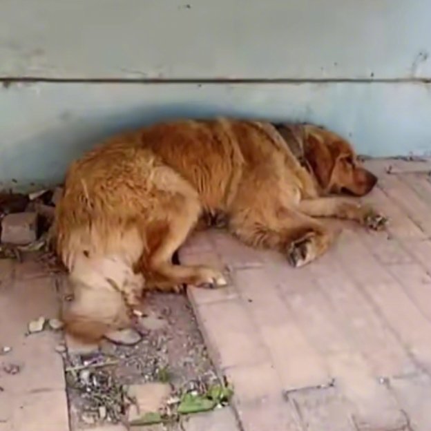 Liuda Frolova tweet media