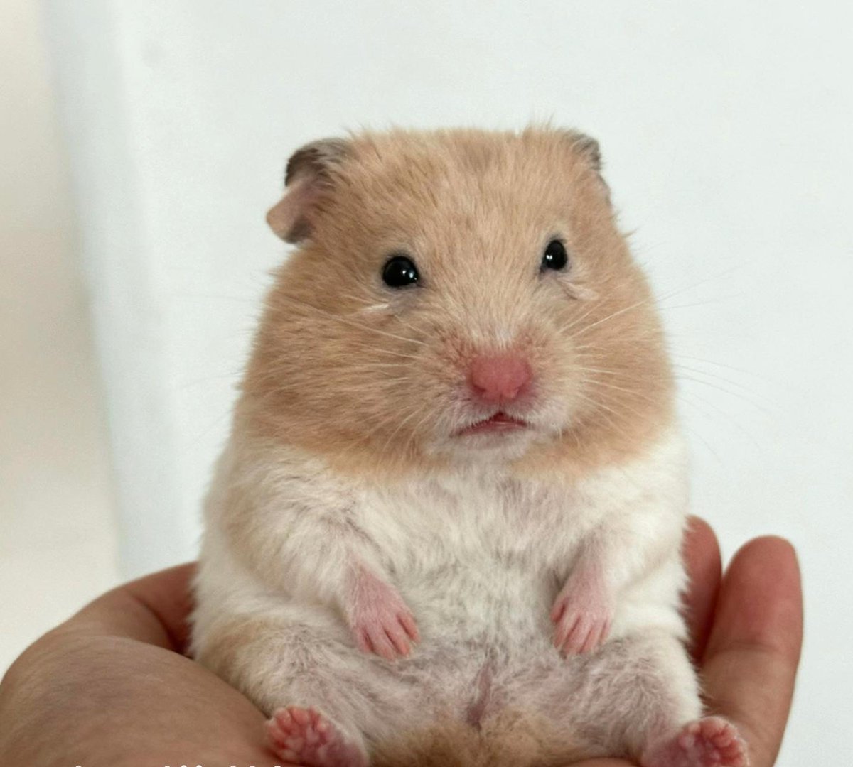 Tweets Of Hamster tweet media