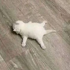 towny | sinaka al riverland tweet media