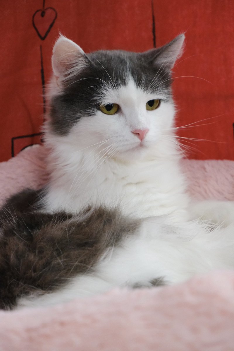 Міністерство котячих справ tweet media