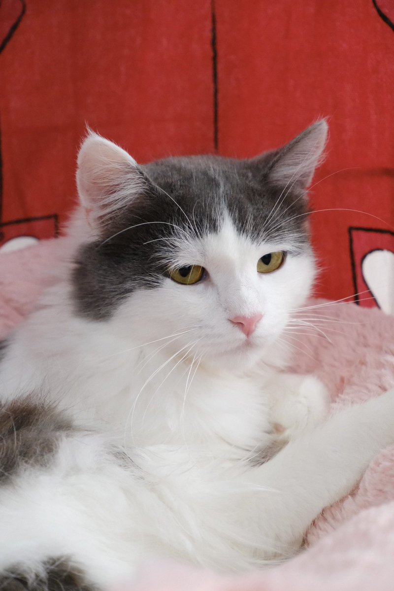 Міністерство котячих справ tweet media