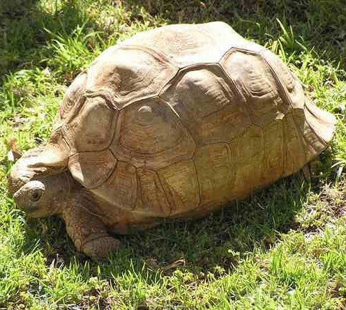 rerei_nathan's tweet photo. In Kalenjin (Kipsigis based)
1. Chepkokochet - tortoise 
2. Makara - turtle https://t.co/ZYzkaFcTIF