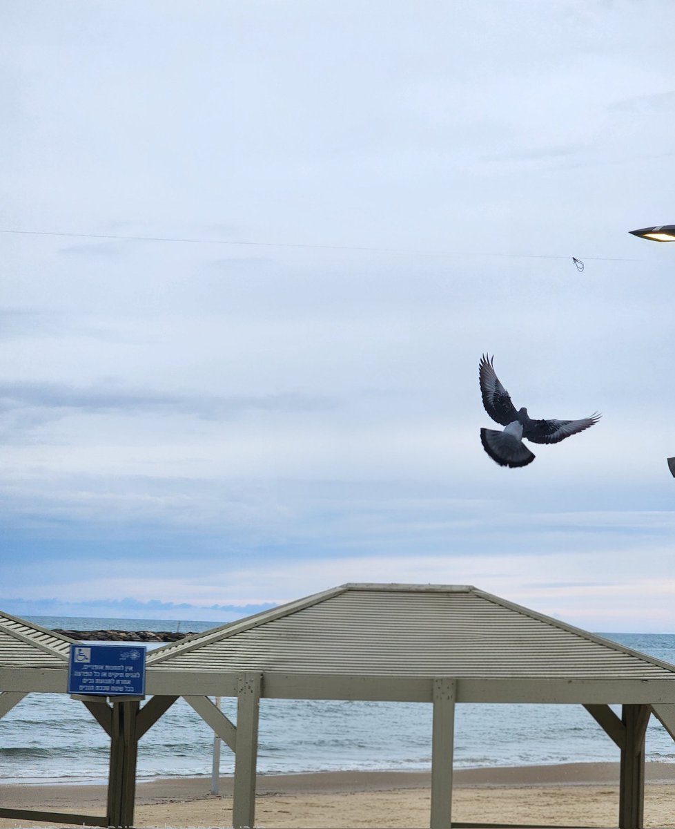 הרב אריאב שליטא tweet media