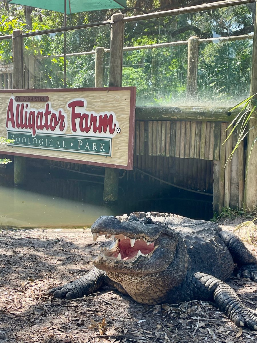 StAugAlligatorFarm tweet media