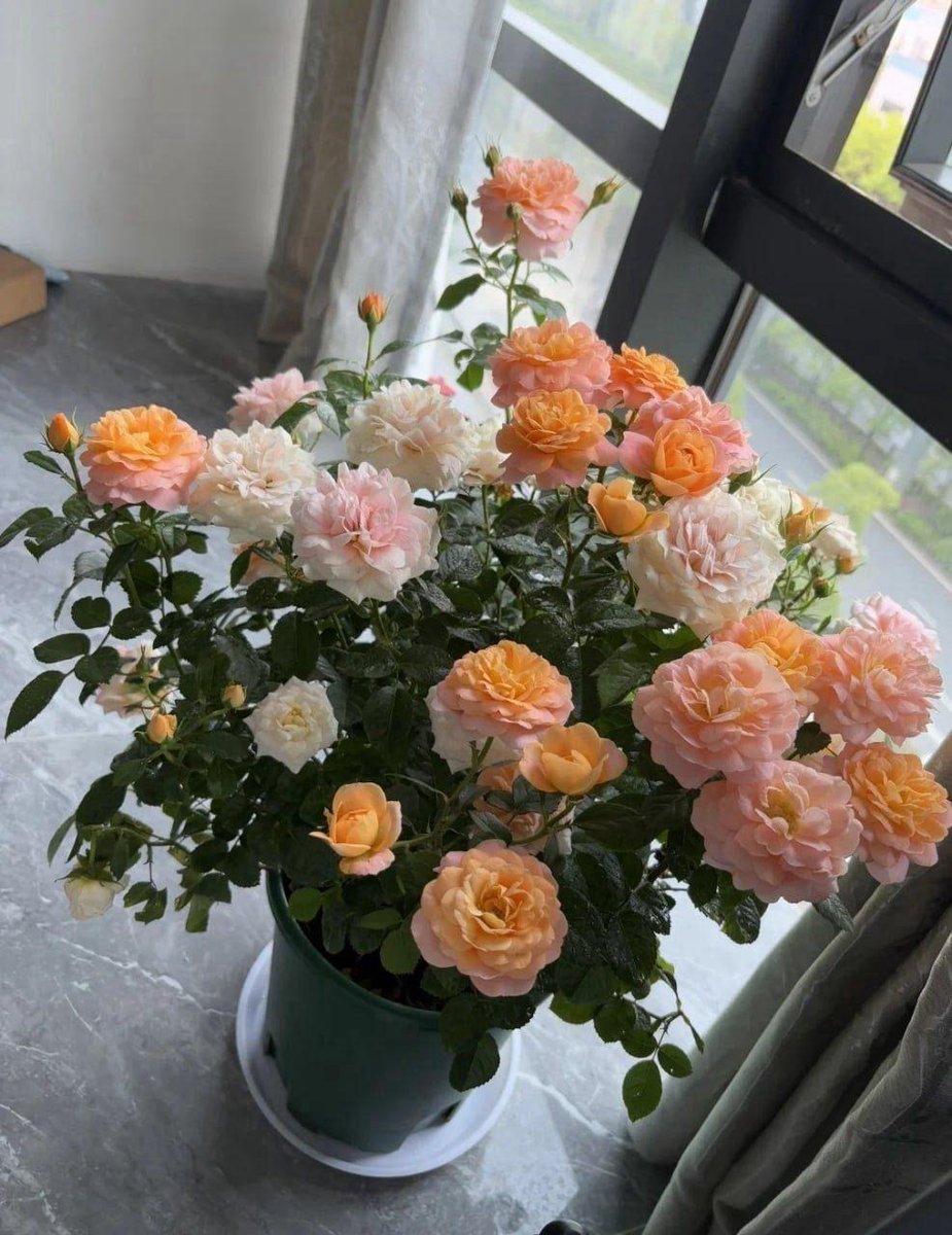 FairmontPembry's tweet photo. Wednesday blooms softly like these roses—may you also blossom gently in an ordinary day, graceful, radiant, and calm 🌷✨ https://t.co/TU3OfbM9Dv