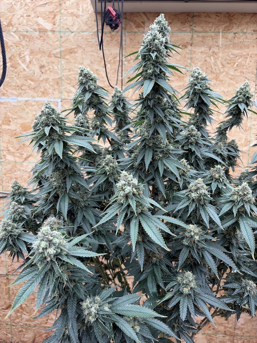Premier Cannabis Farms (Michigan) tweet media