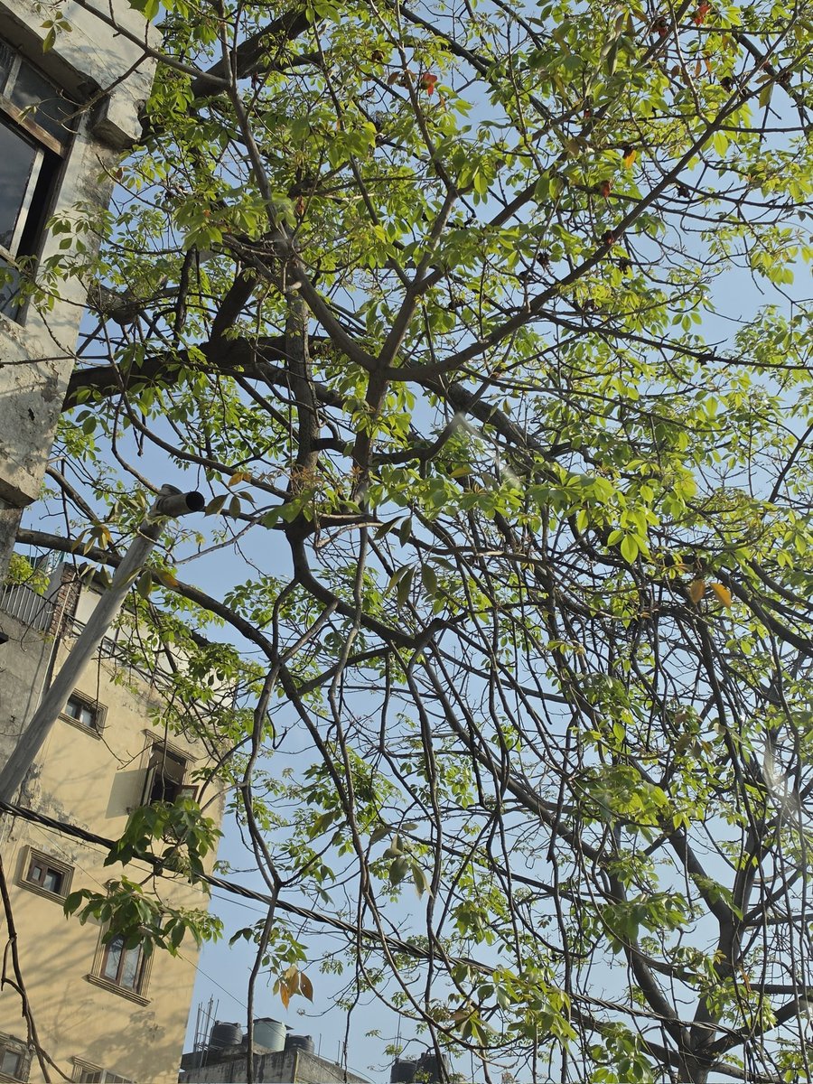 DrAmbrishMithal's tweet image. Two weeks make all the difference. 🌳✨
Change is the only constant.
L: Semul tree, Saket – Mar 11
R: Same tree – Mar 24
#Nature #Delhi #Semal #Spring