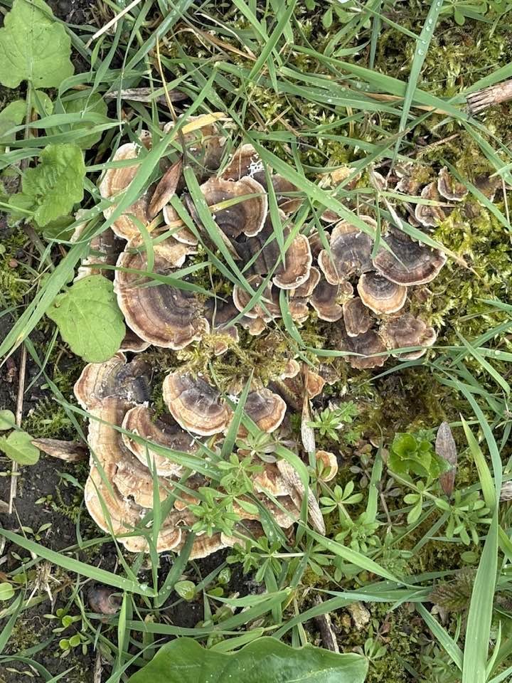 Orcinus68's tweet image. From todays morning #Walk Greater Stitchwort, Wood Anemone, Turkeytail 🦃 &amp;amp; more of one of my favourites, Dandelions 🦁😁 #Wildflowers #Fungi