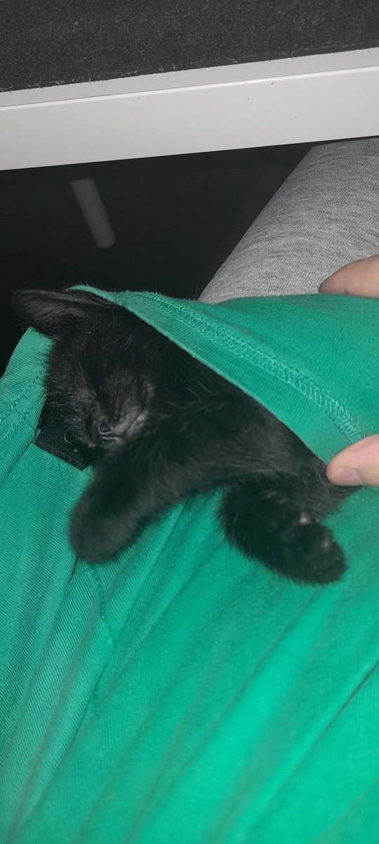 AidanSanders_'s tweet photo. @CatLover56577 This mine. 😁 https://t.co/8XXHSAsBzU