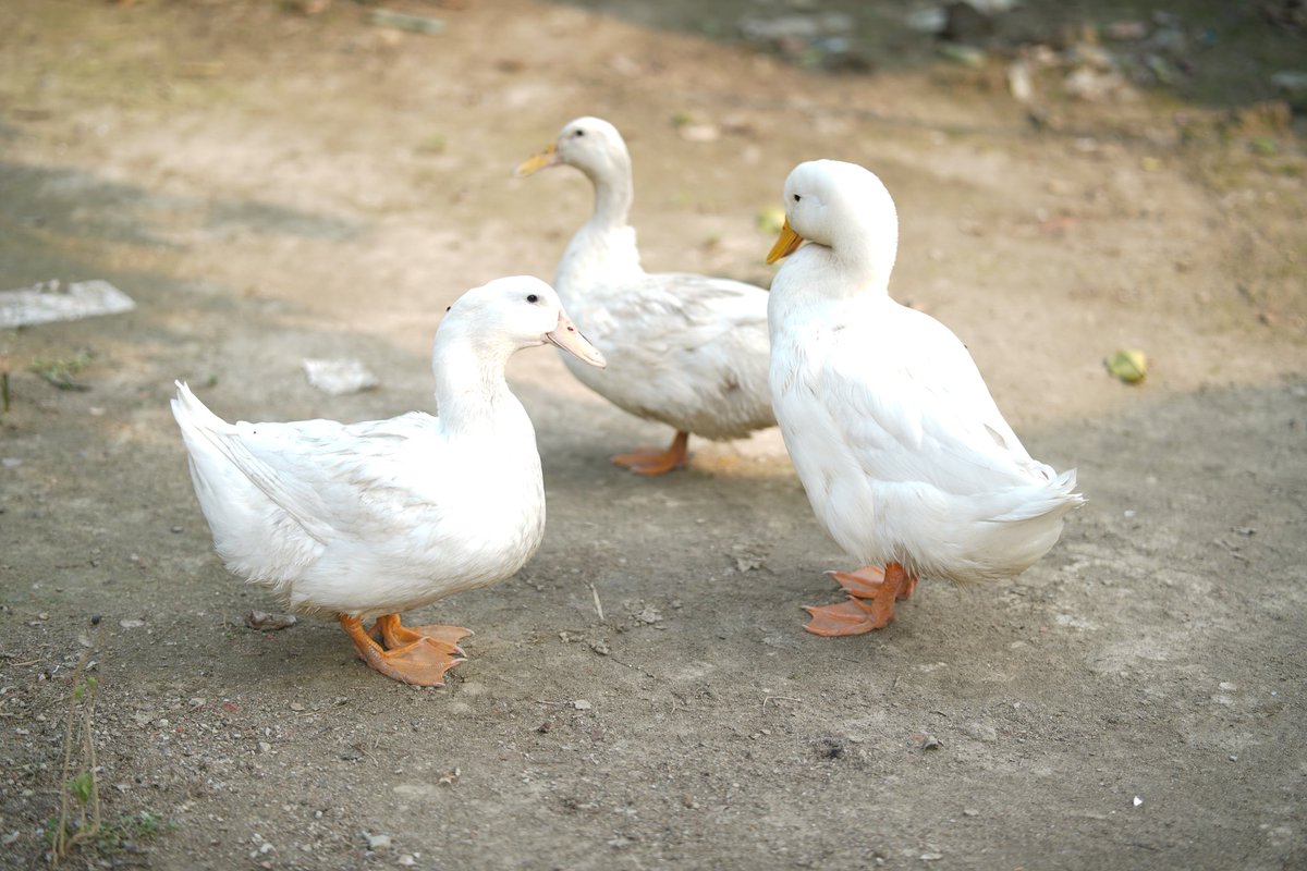 SaykatSarkarBD's tweet photo. White Duck (The king) 🦆🦢 https://t.co/tNfiOV86Wz