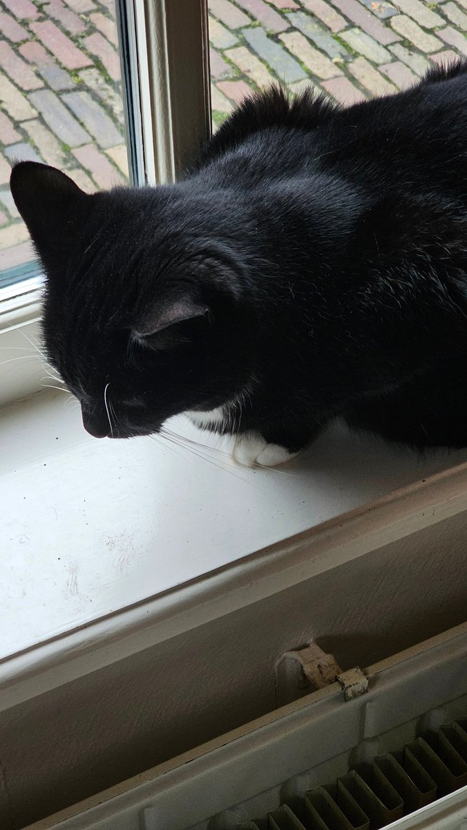 louise Weteling Hageman 🐦 tweet media