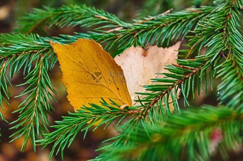 javier caballero tweet media