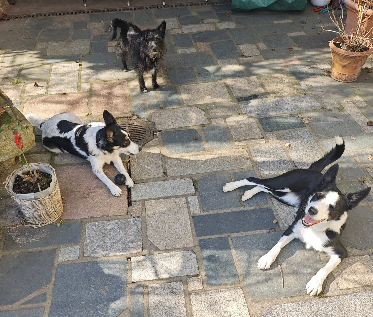 Loki und Alice tweet media