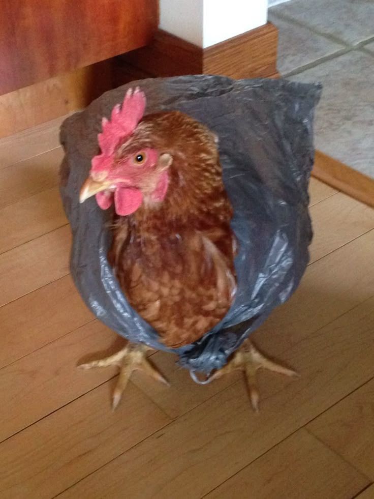 𝕄𝕒𝕣𝕔𝕦𝕤, Bloodborne Lore 》RP《 tweet media