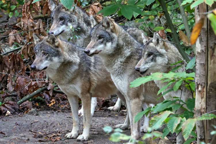 Protect_Wldlife's tweet photo. “We had no choice” ~ Wildwood near Herne Bay euthanises an entire Wolf pack after aggressive behaviour escalates.

Wildwood in Herne Common, near Herne Bay, says the drastic measure was taken as an “absolute last resort”.

Could they not have been relocated?

Full Story: https://t.co/WqZAHcgLWQ
