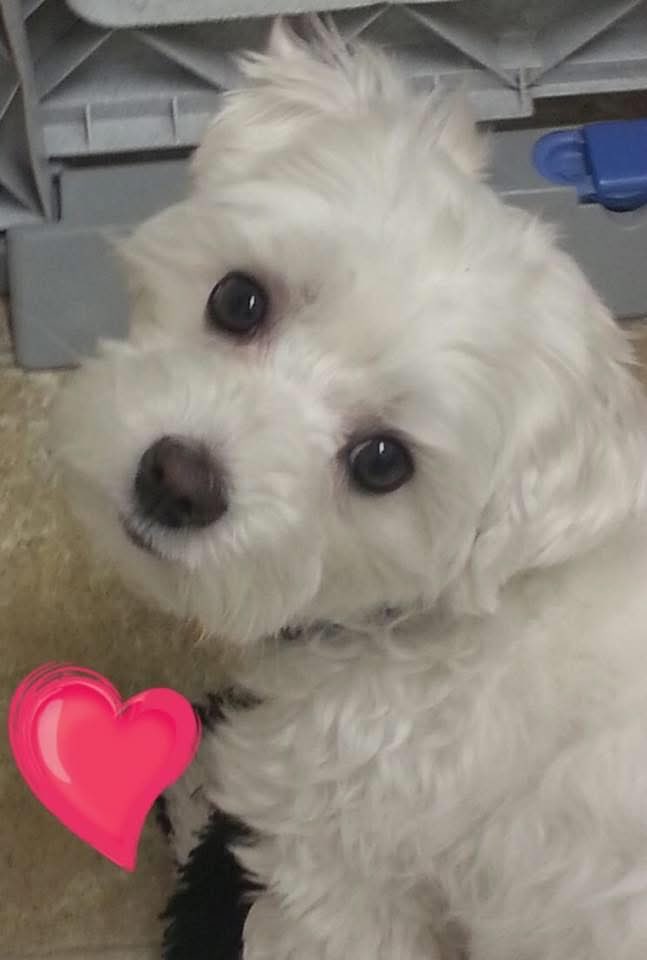 Cheri B✝️🇺🇸 tweet media