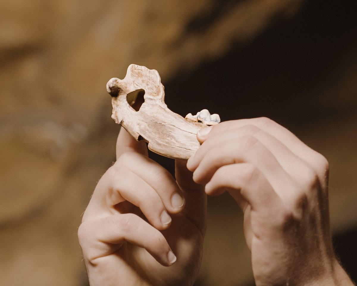 Cheddar Gorge & Caves tweet media