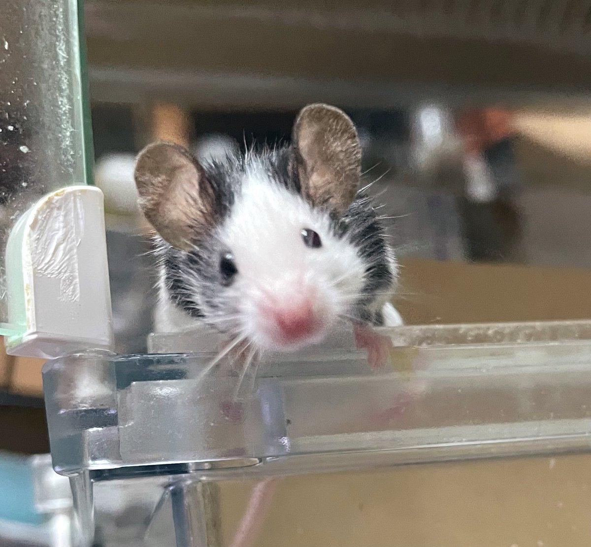 ゆきり tweet media