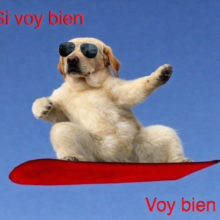 The Crypto Dog Meme Official tweet media