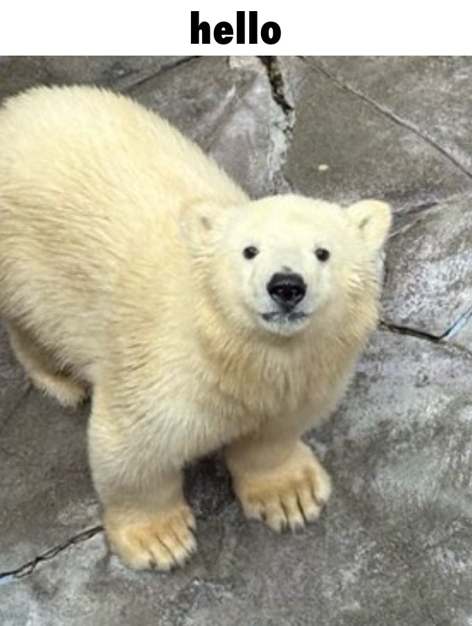 Eggroll 🐻❄️ tweet media