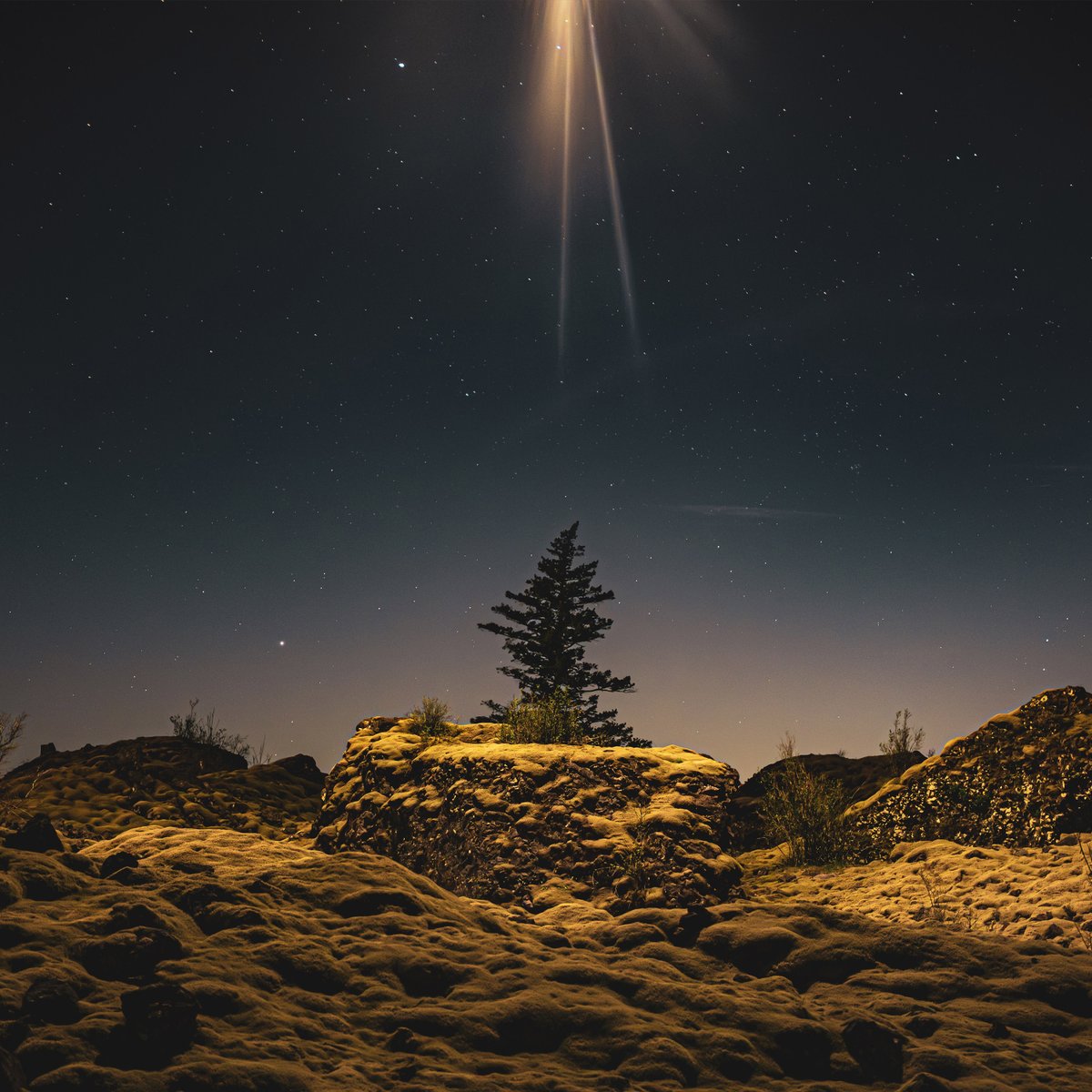 🏳️hammock🏳️ tweet media