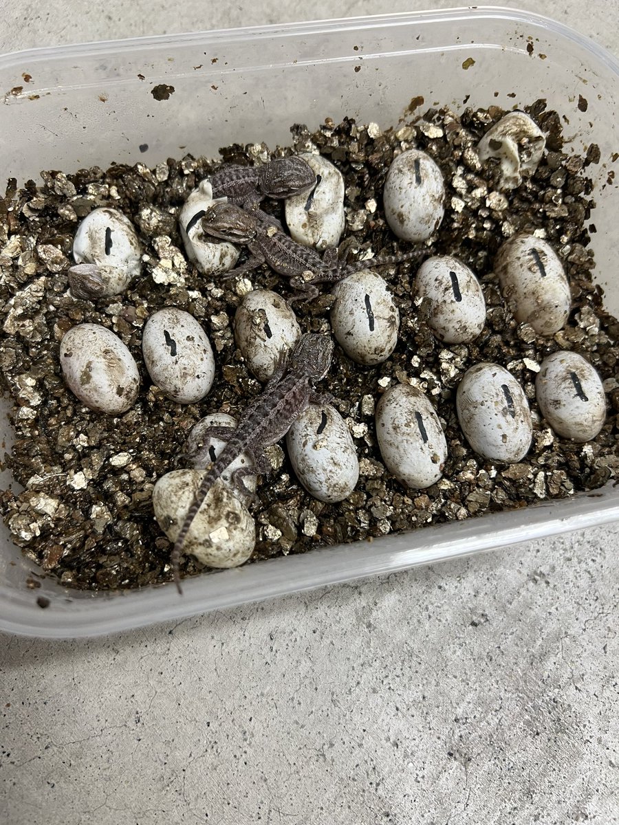 【＋libero. monster box】 〜上昇志向で自由な怪物の箱〜 tweet media