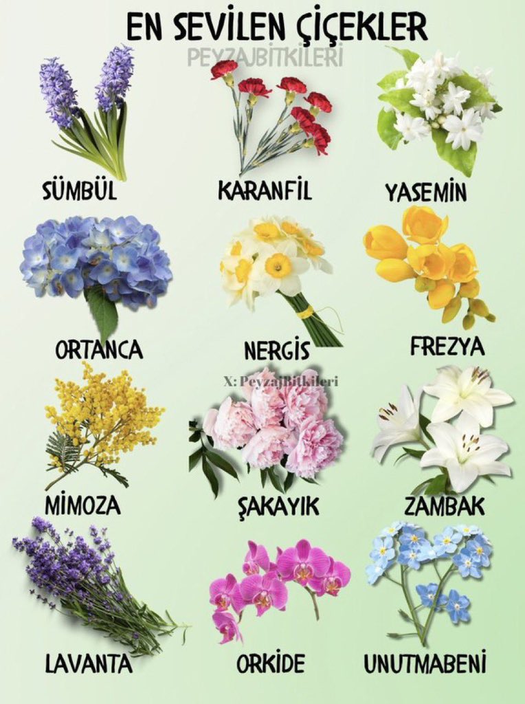 PeyzajBitkileriKitap tweet media