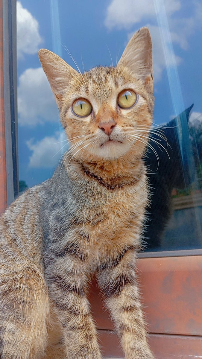 Priscilla (❖,❖) tweet media