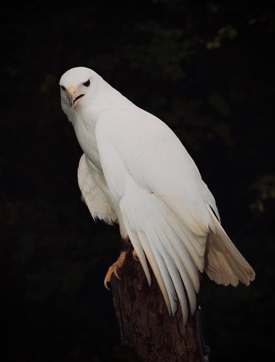 SIGÚLFRØD. tweet media