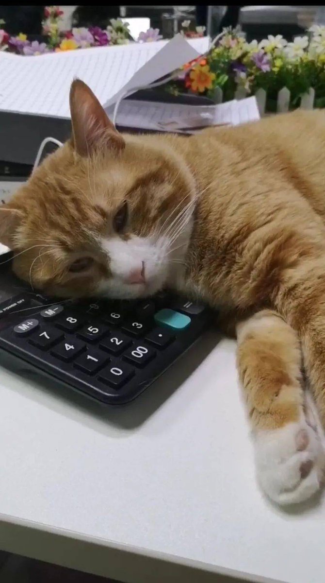 johychim mulewa tweet media