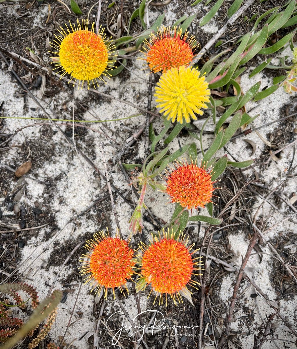 JennyPaPB's tweet image. An understated, tiny yellow-trailing Leucospermum prostratum which belongs to the Proteaceae family is considered Near Threatened. The flowerheads are sweetly scented and start out yellow but turn orange with age. A localised endemic of the south Western Cape…

#fynbos