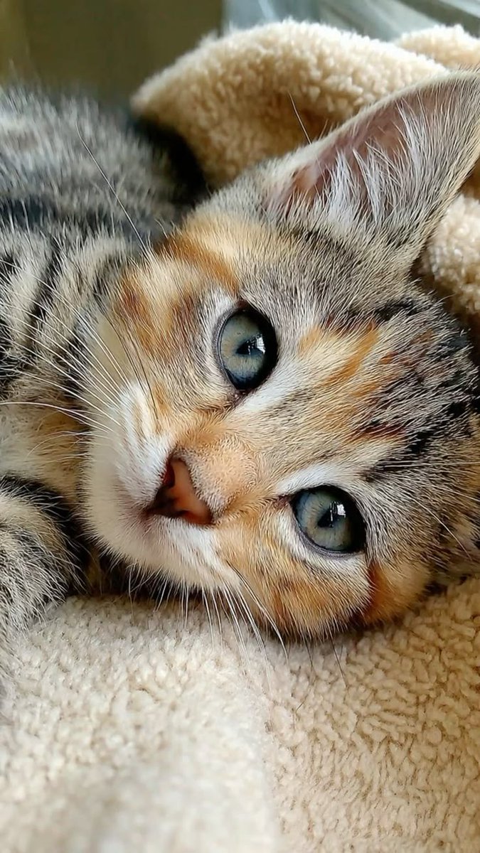 OnlyCats tweet media