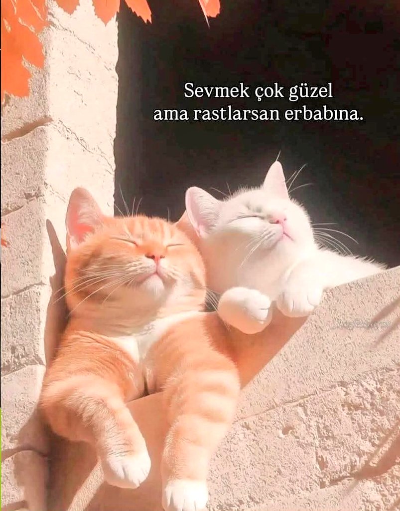 Kedipatisi13's tweet photo. Eğer çok #şanslıysanız;
#Hayatınızda bir kere,
Yaşam sürenizi #öncesi ve #sonrası diye ayırabilecek #biriyle tanışacaksınız..!
...
Adı: #aşk olan #biriyle..
🌼✈️
#İyi #akşamlar
😌🎧☕ https://t.co/wEWPrEmw10