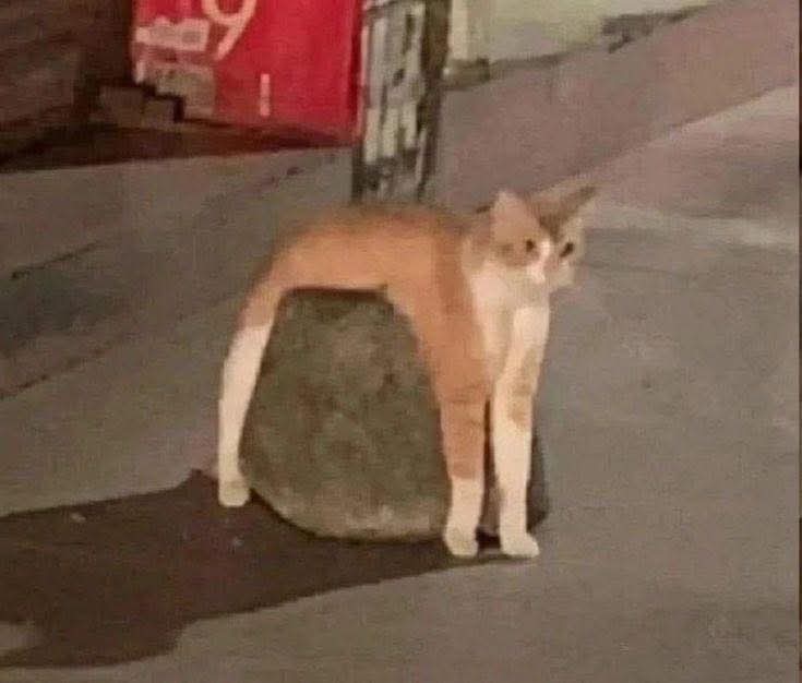 SkaiLett🦴 tweet media