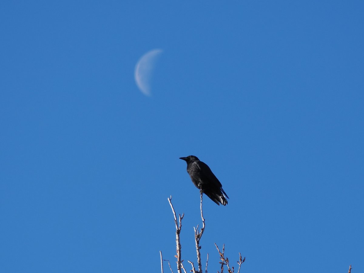 toripasha's tweet photo. 12月のハシボソガラス。
A carrion crow in December.
#写真 #野鳥写真 #野鳥 #カメラ #om1markii #マイクロフォーサーズ #ミラーレス #om写真投稿 #wildbirds #bird_watching #ハシボソガラス #烏 #嘴細烏 #carrion_crow #corvus_corone https://t.co/Fm49QyXQHq
