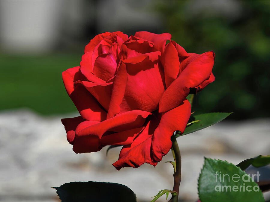 DMSharptonArt tweet media