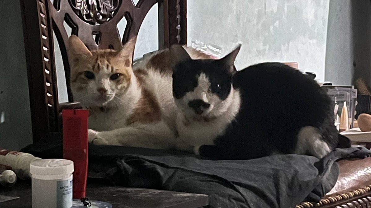 𝘢𝘳𝘶𝘵𝘢𝘭𝘢. tweet media