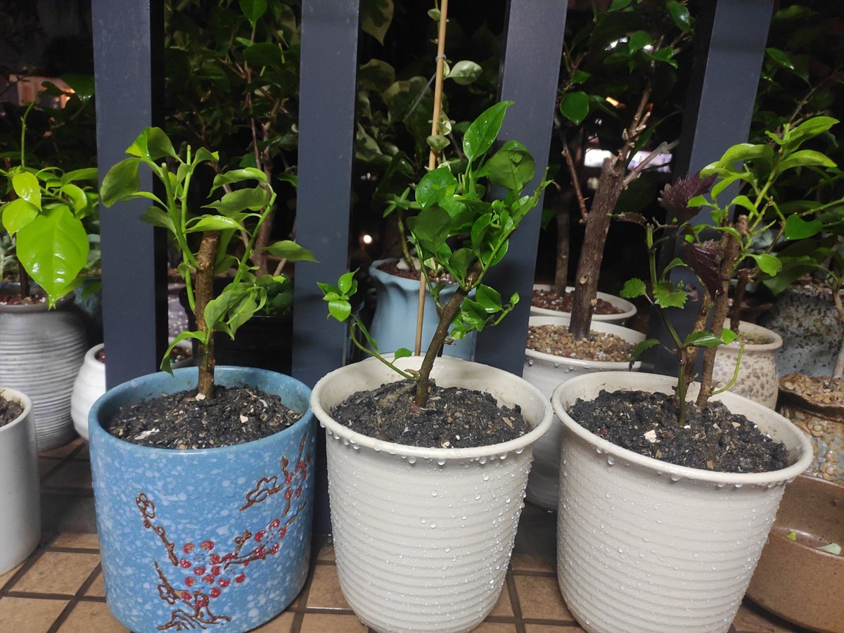 Ainoalaatuinen tweet media