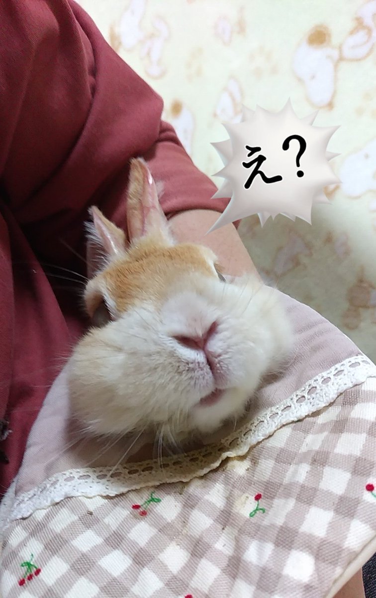 じぇんとる🐇 tweet media