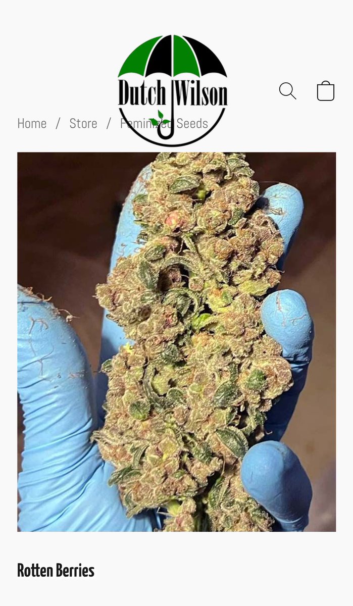 Madd Rez tweet media