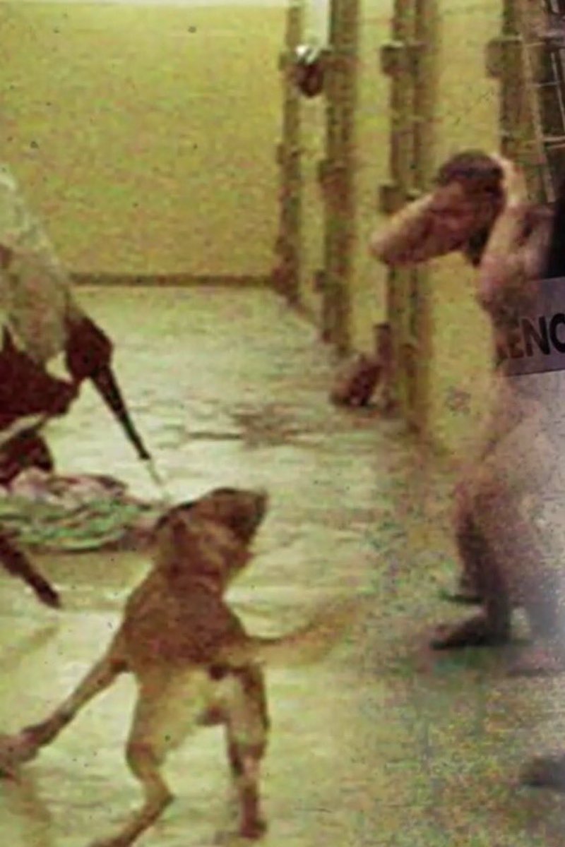 ﮼حُره✨ tweet media