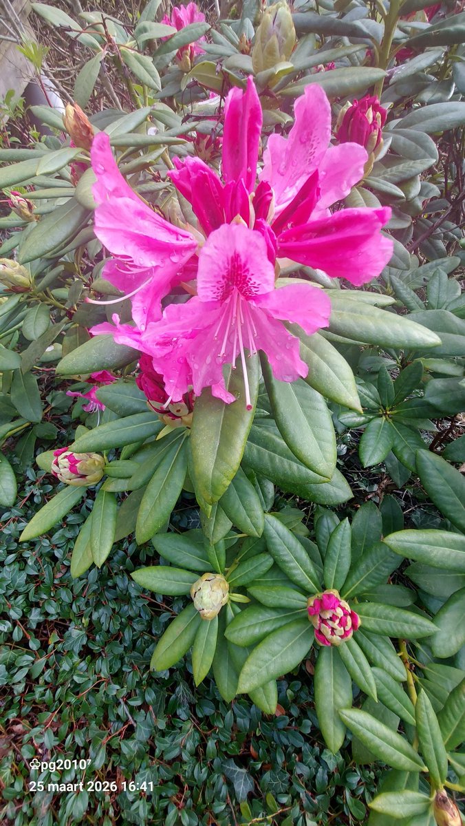 Pieterman tweet media