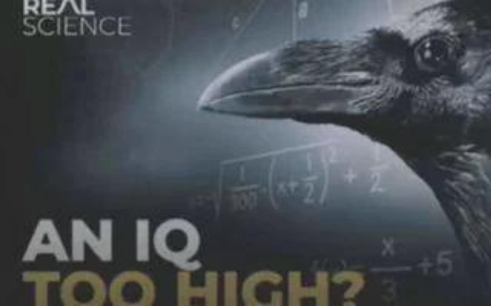 yacatect tweet media