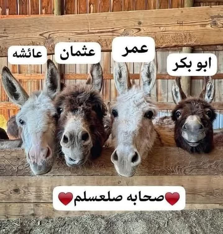 حسين حسين tweet media