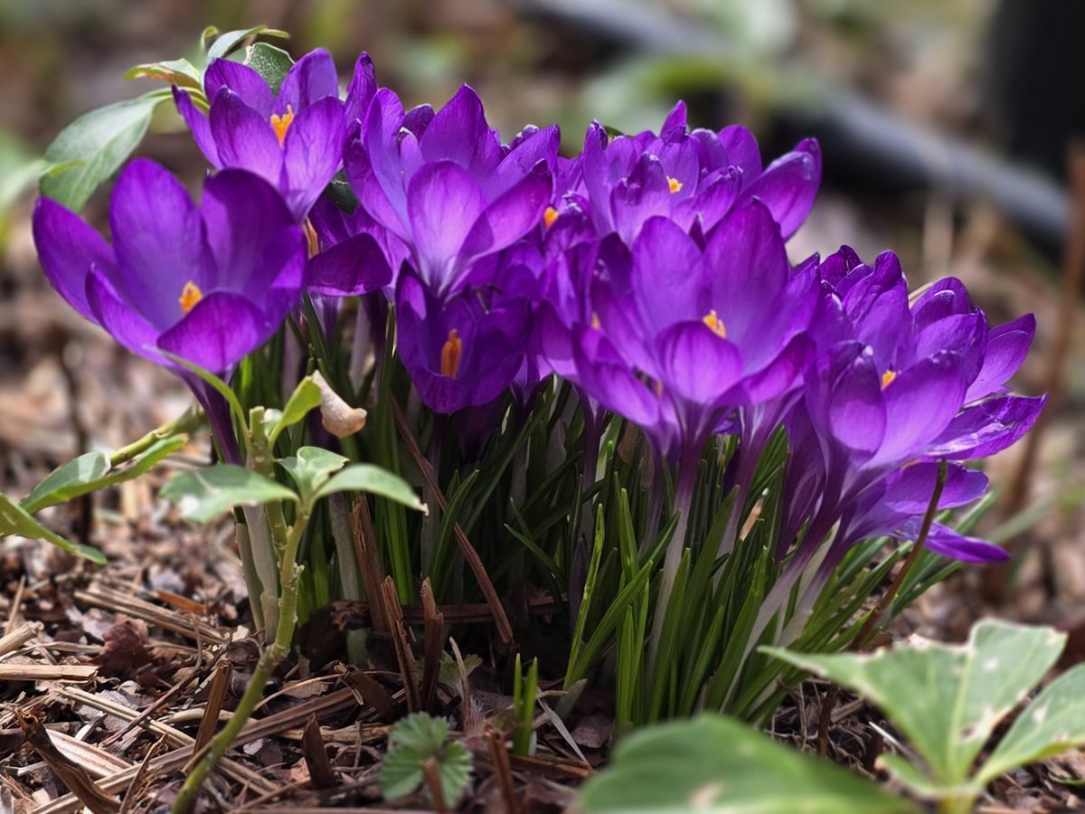 Bull Doger🦬🇺🇲🪖🛫 tweet media