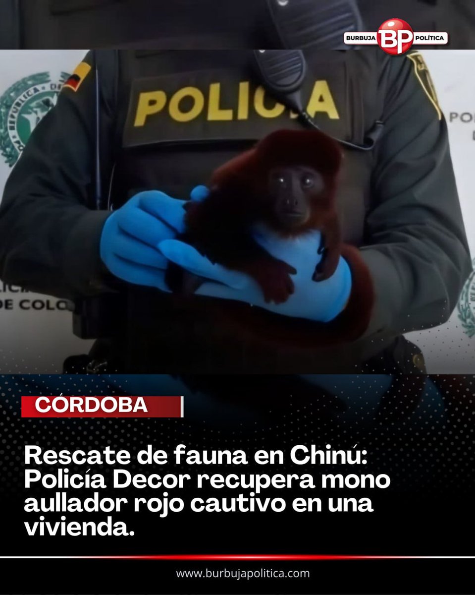 burbujapolitica tweet media